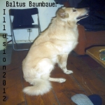 Baltus Baumbauer: Illusion2012